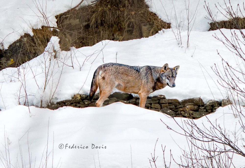 Lupo in Val Sangone (Federico Dovis)